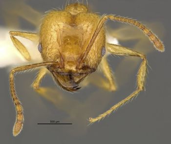 Media type: image;   Entomology 34278 Aspect: head frontal